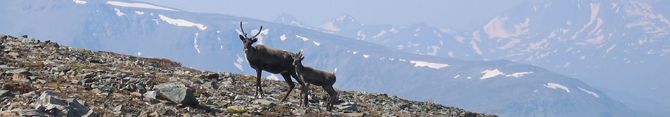 lee-groat-banner-1